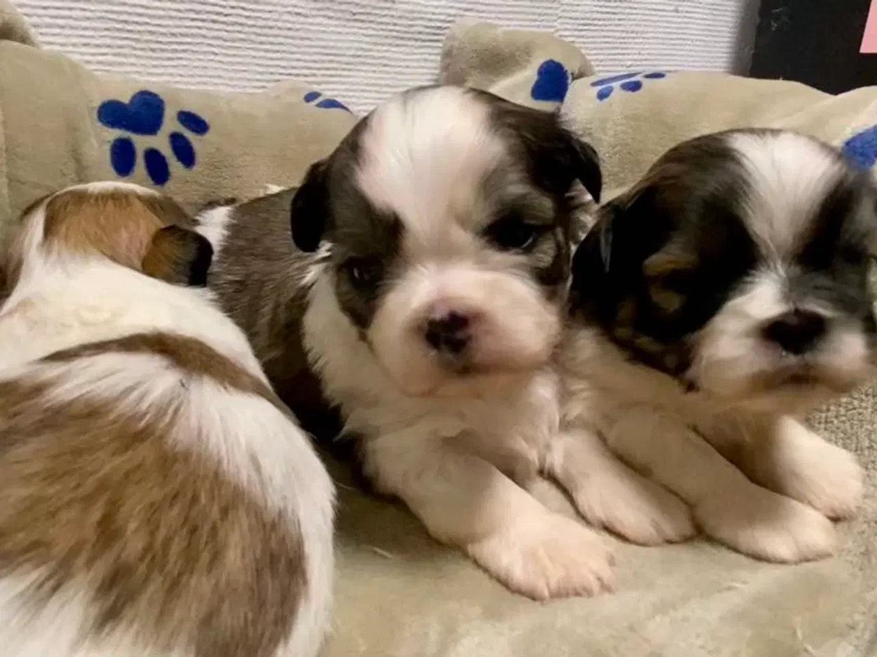 Billede 5 - Små allergivenlige og ikke fældende hundehvalpe