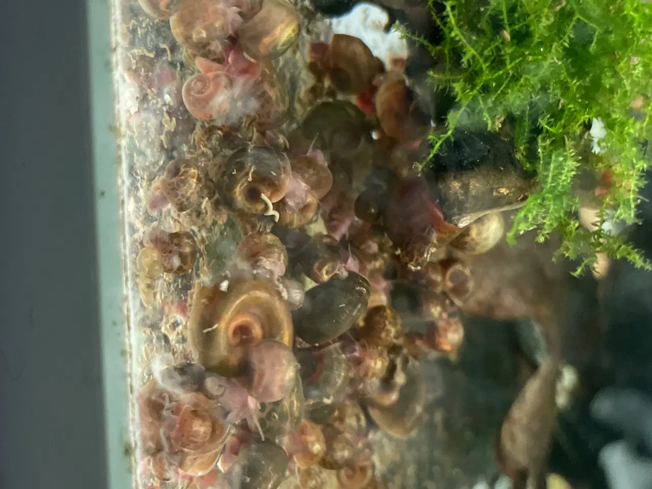 Billede 3 - Posthorn Snegle. Store og Sunde