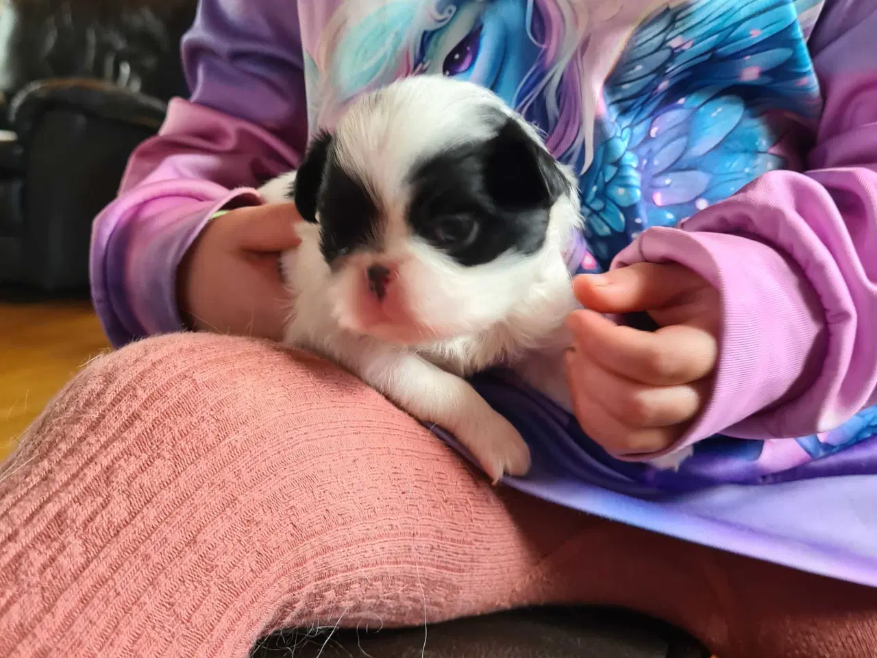Billede 12 - Japanese chin hvalpe 