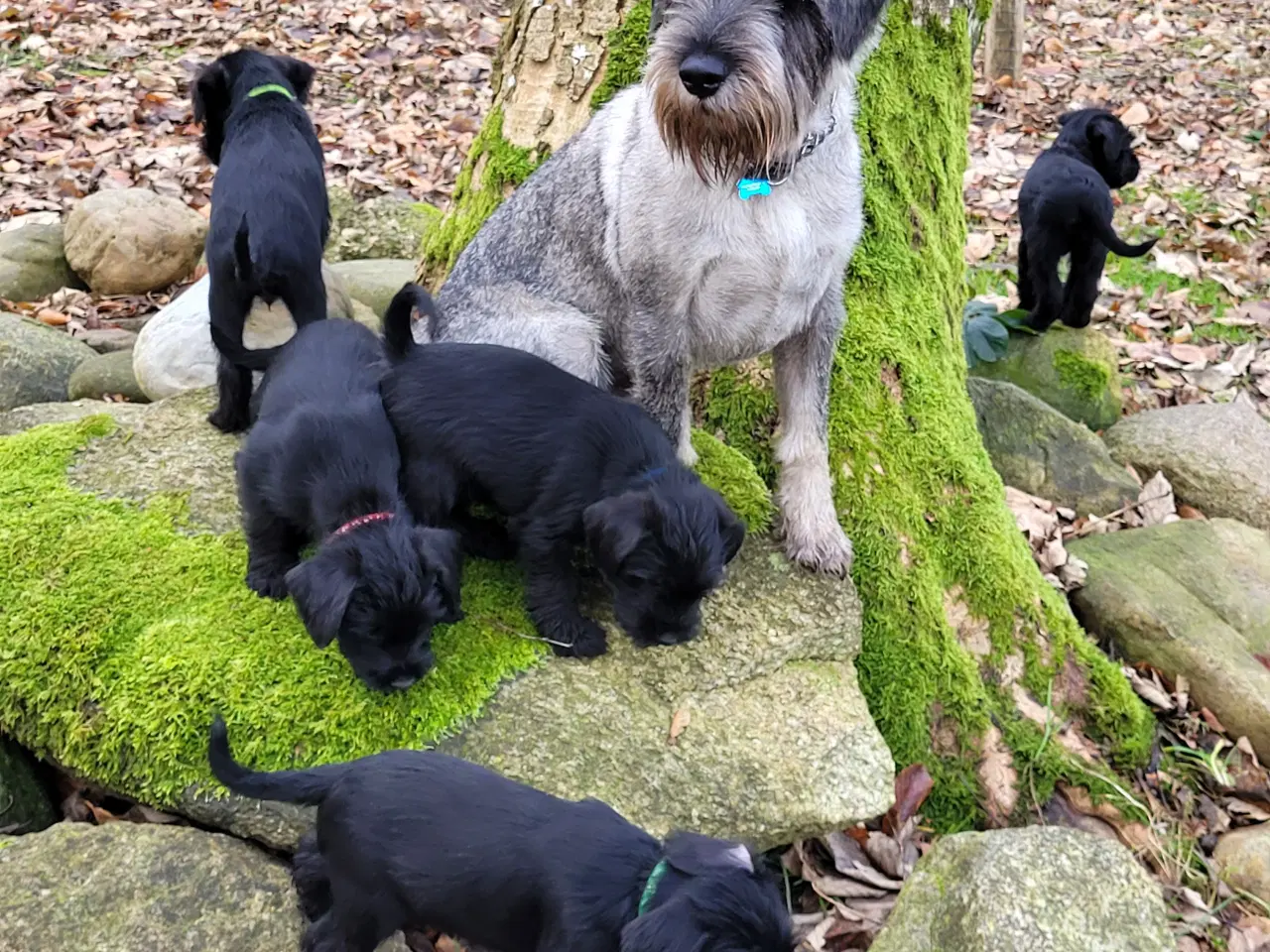 Billede 3 - Mellem schnauzer hvalpe