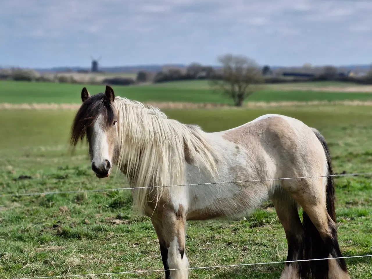 Billede 4 - Smuk Irish Cob hoppe