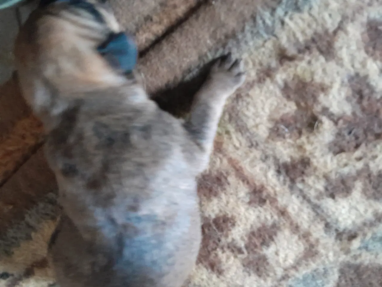 Billede 15 - Cane Corso Hvalpe Sælges. Læs helle teksten. 