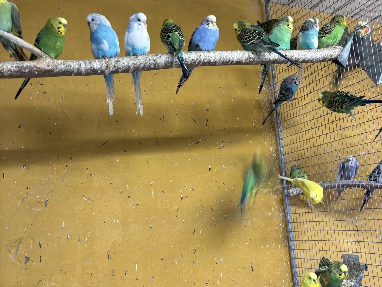 Billede 2 - Undulater i mange flotte farver