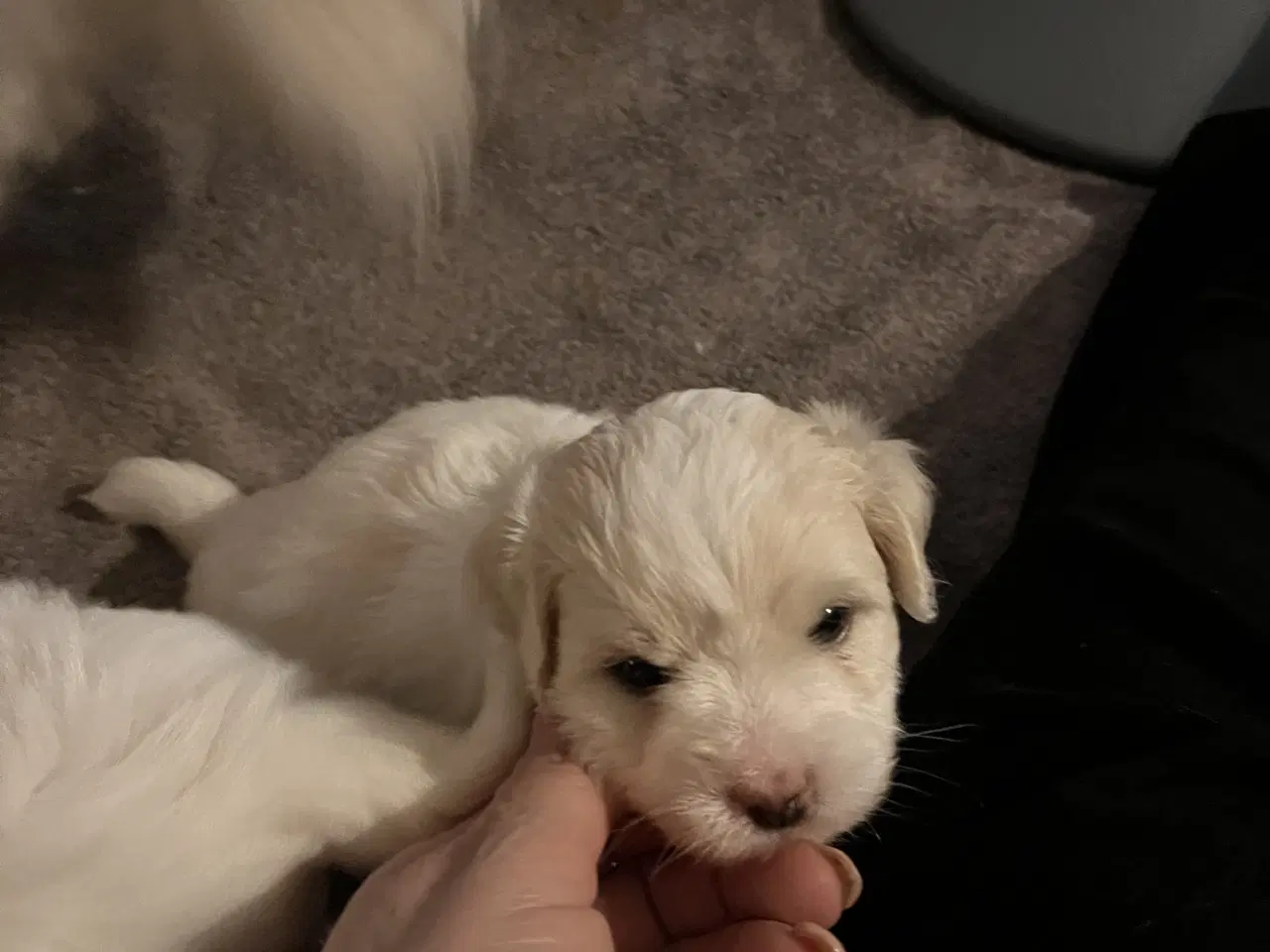 Billede 5 - Coton De Tulear FYN