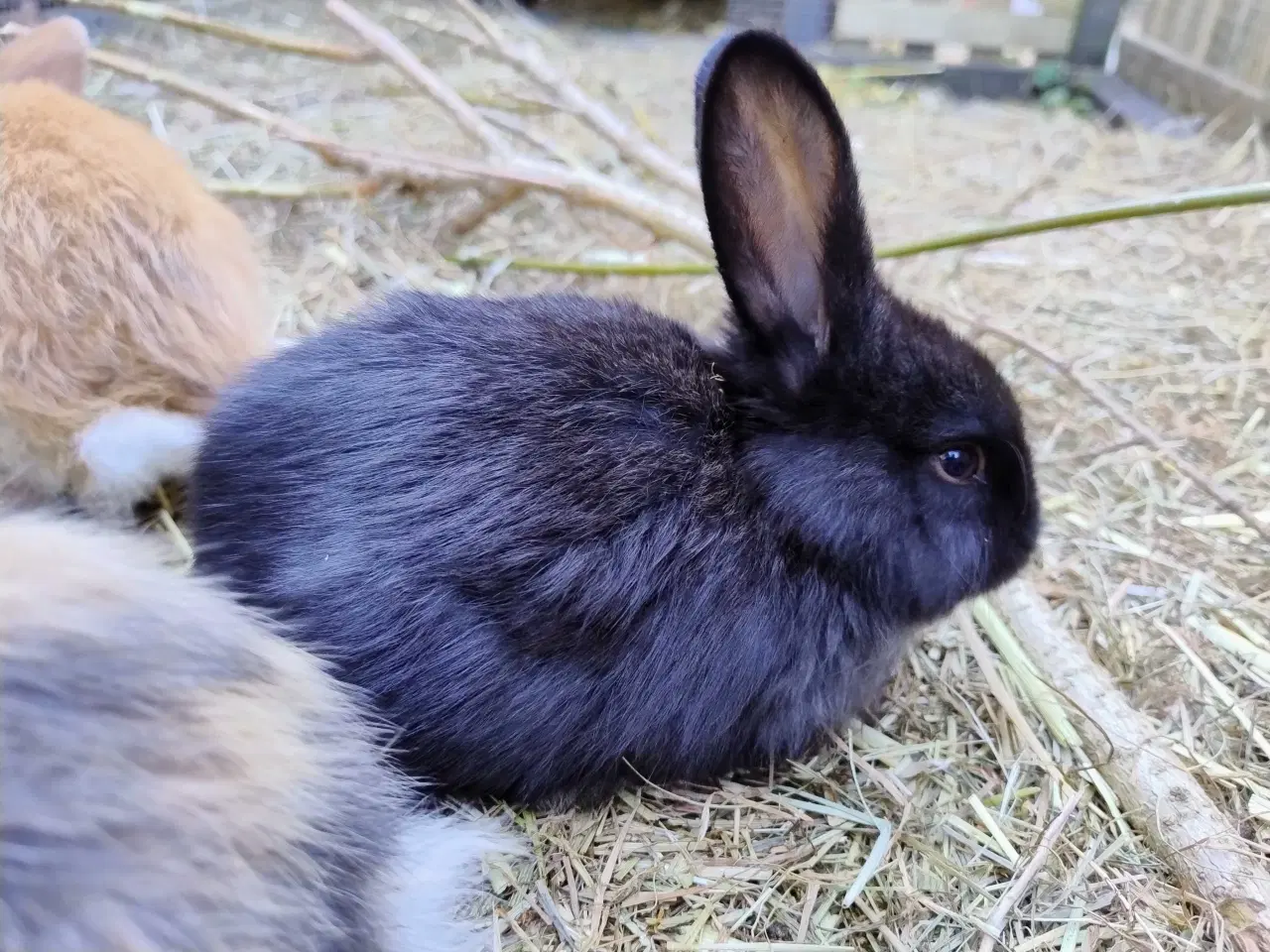 Billede 3 - Kæmpe belgisk / bourgogne 