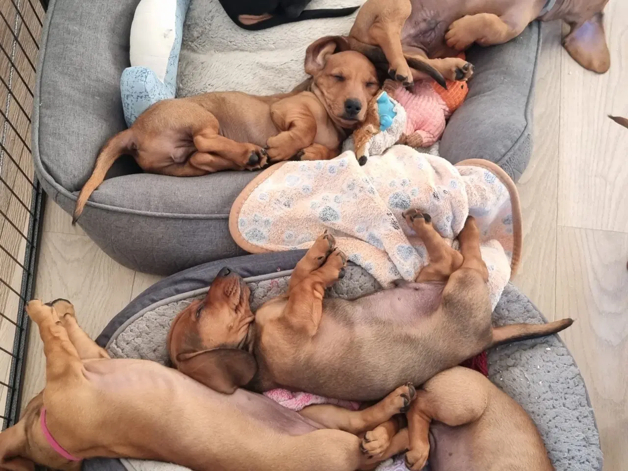 Billede 8 - 2 stk gravhundehvalpe korthåret mangler hjem