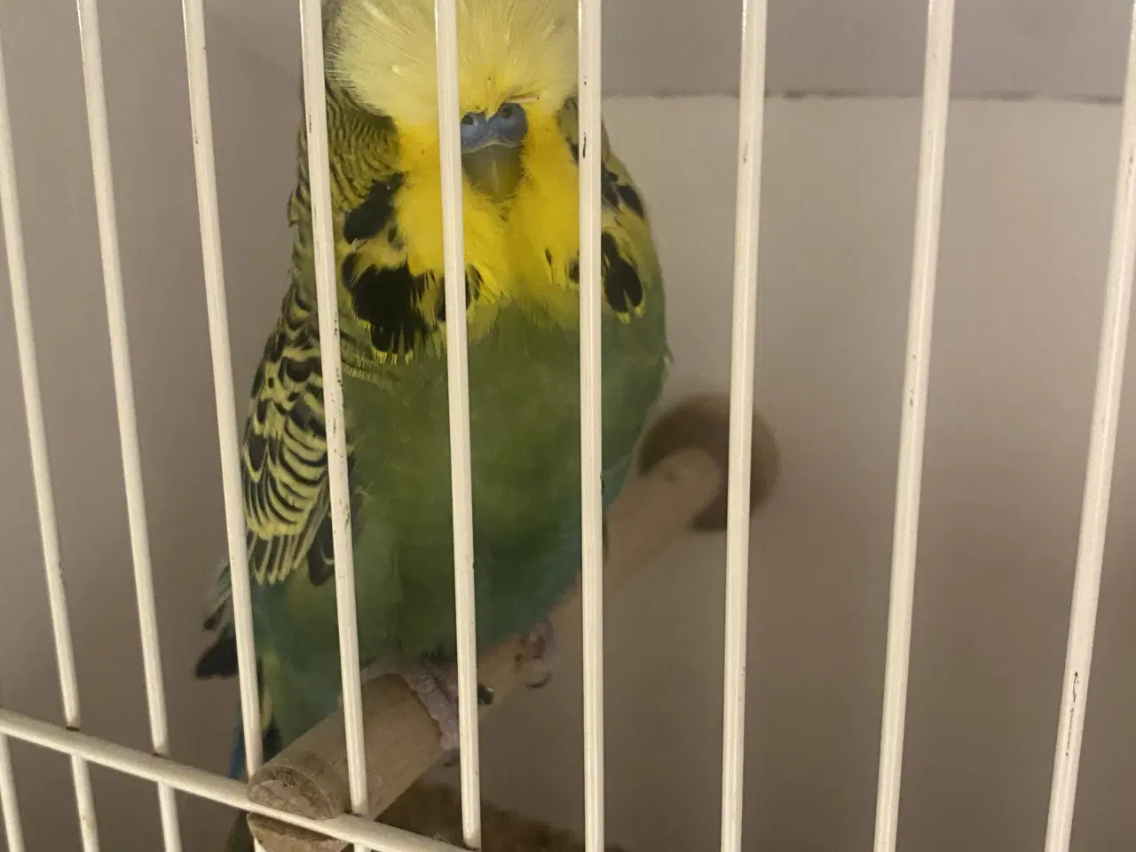 Billede 3 - Ung engelsk han