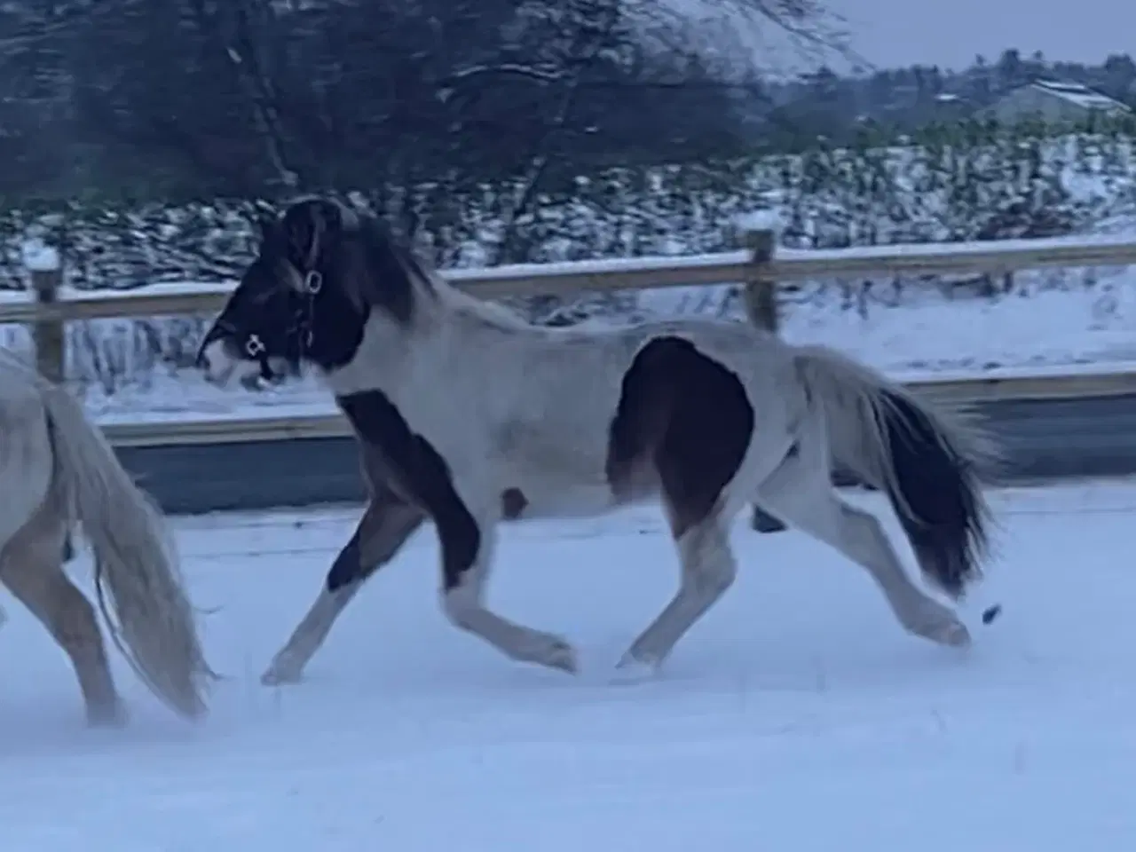 Billede 5 - 1,5 års islænder hingst