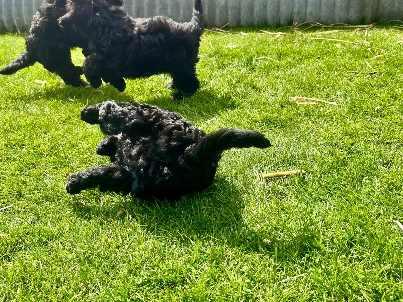 Billede 12 - Cavapoo-hvalpe 4 tilbage