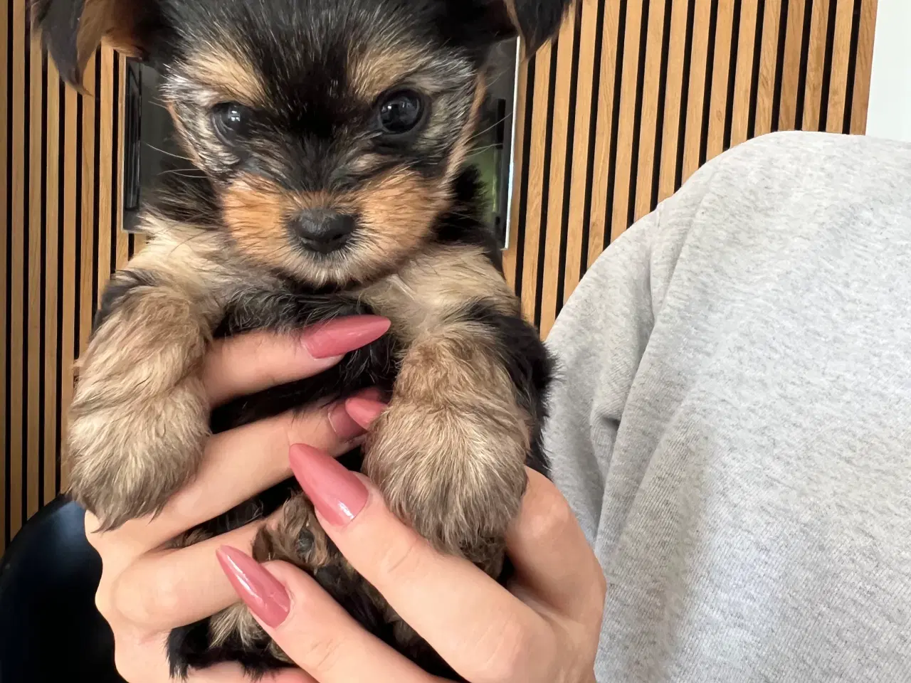 Billede 1 - Yorkshire terrier/Chihuahua