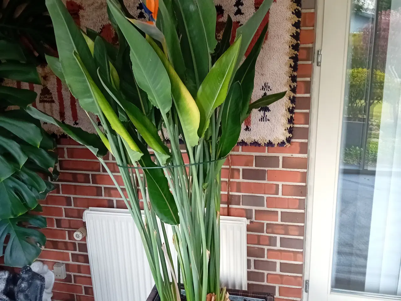 Billede 1 - Paradisfugl - Strelitzia reginae, Plante til udest