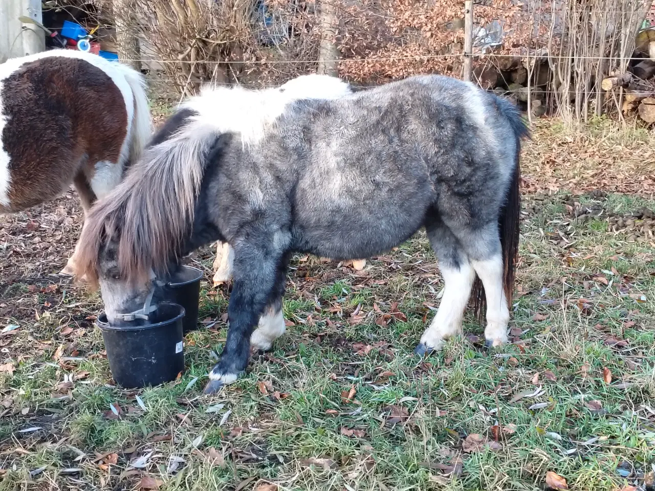 Billede 1 - Speciel farvet shetlandspony