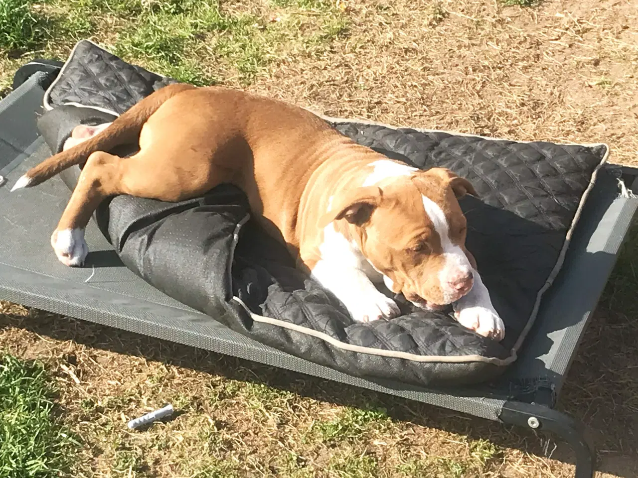 Billede 2 - Staffordshire Bull terrier hvalpe