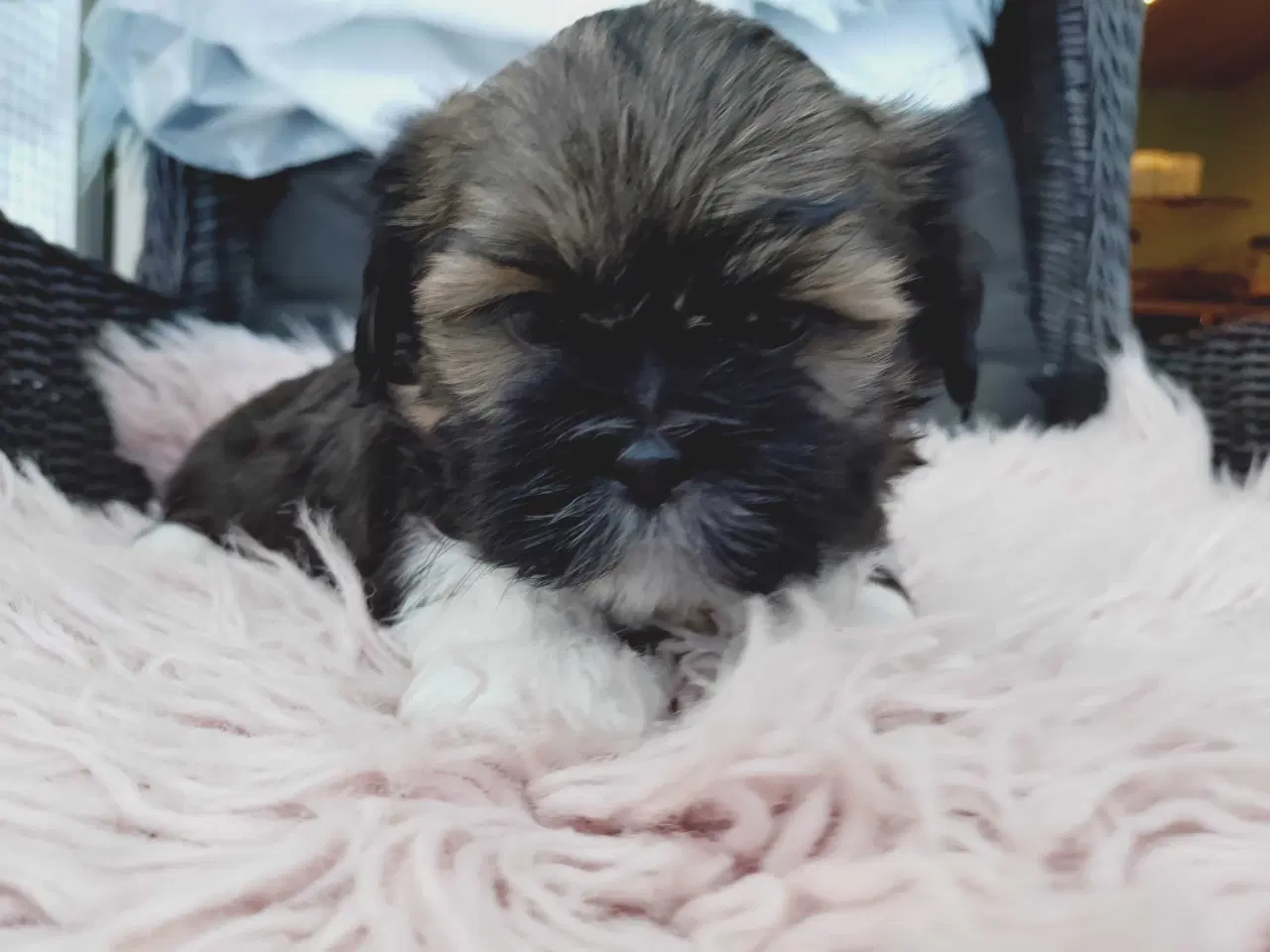 Billede 6 - Lhasa apso hvalpe med stambog