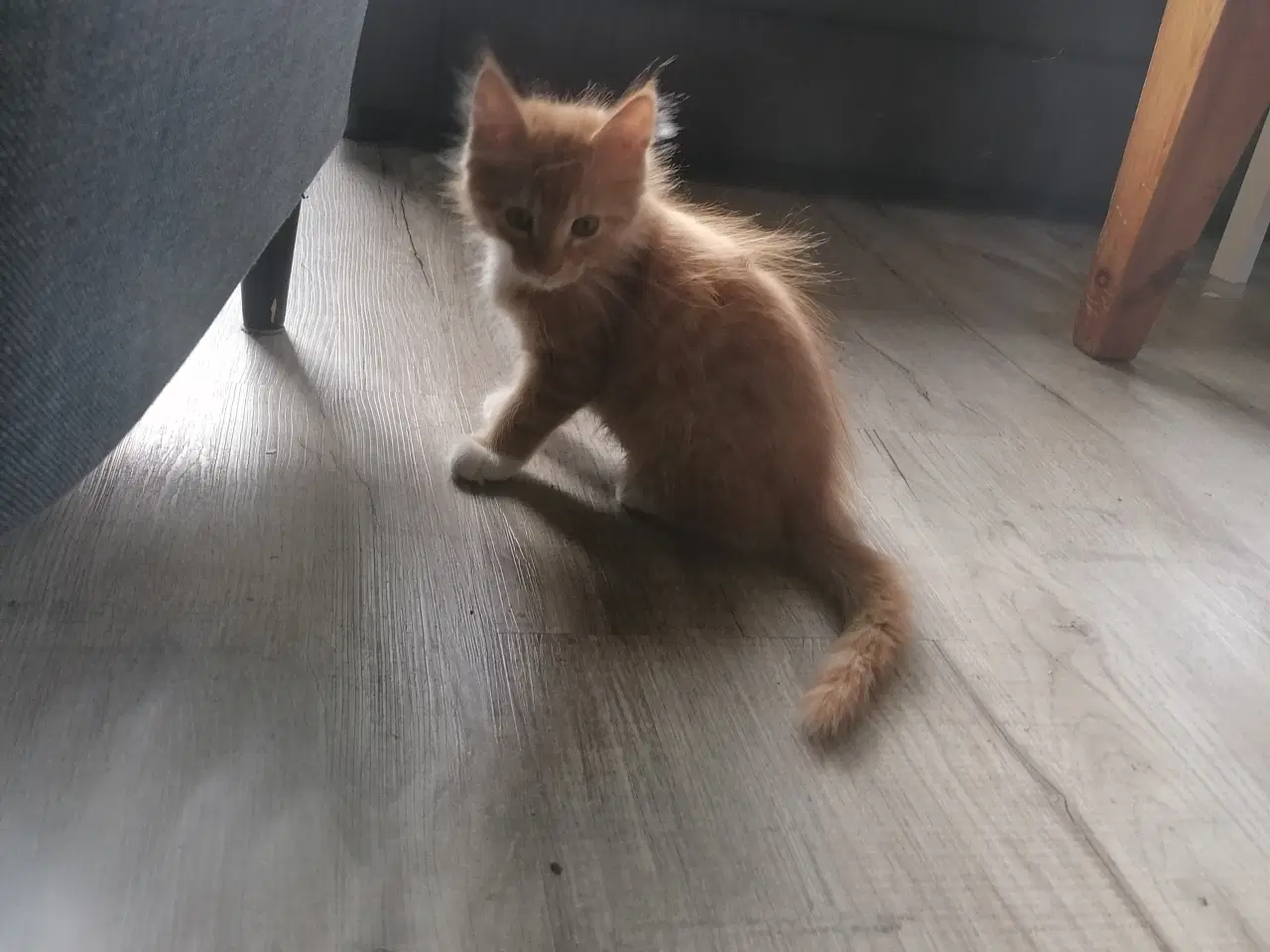 Billede 8 - Main coon blending