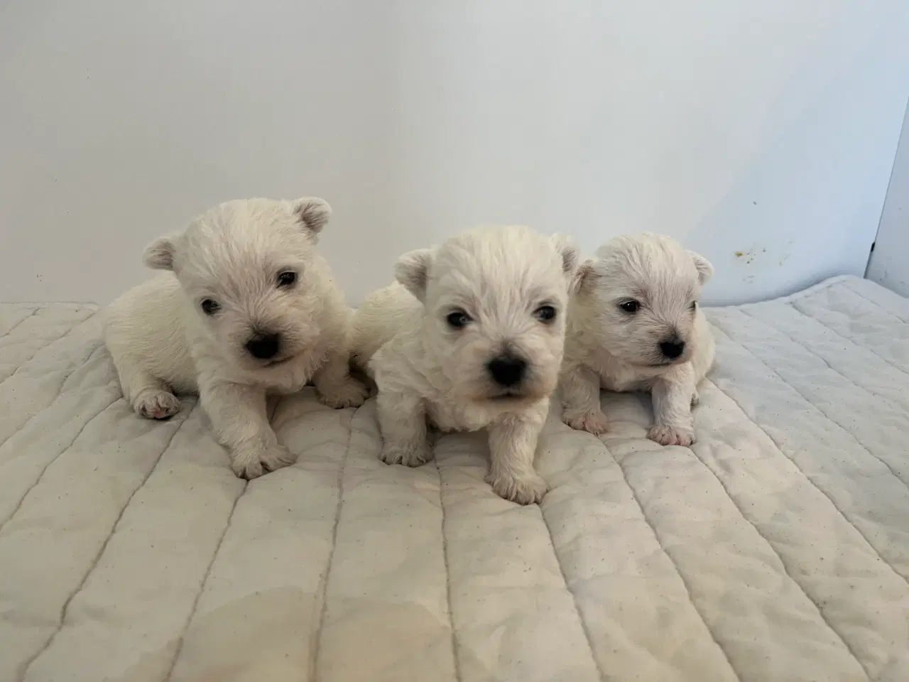 Billede 7 - Skønne Westie / West highland White terrier