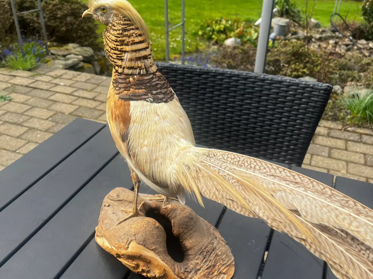 Billede 2 - Udstoppet guldfasan