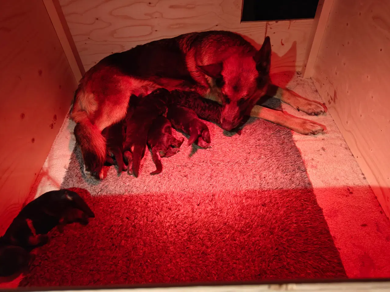 Billede 3 - Schæfer valp til påske 