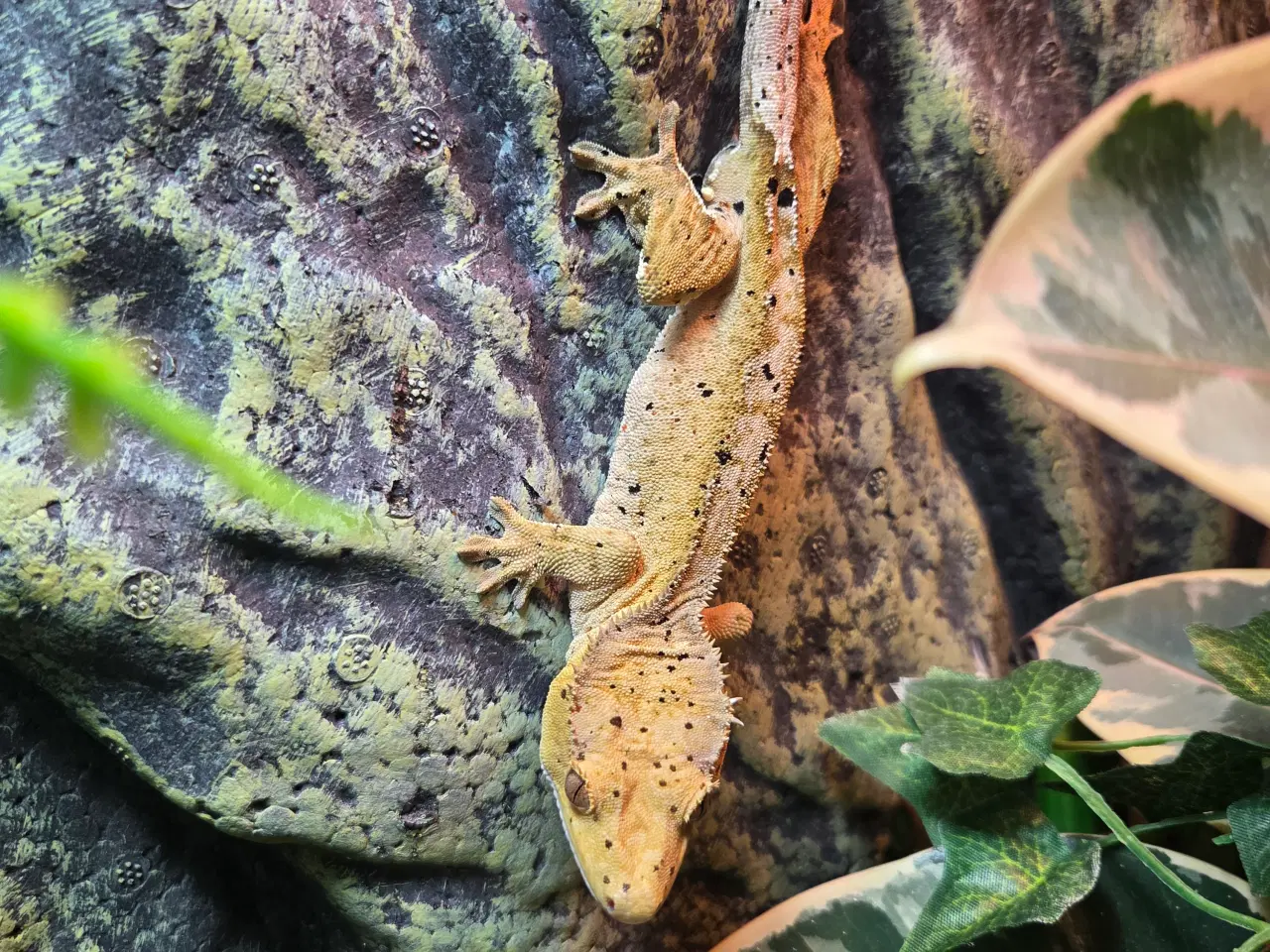 Billede 1 - Kronegekko han super dalmatiner 