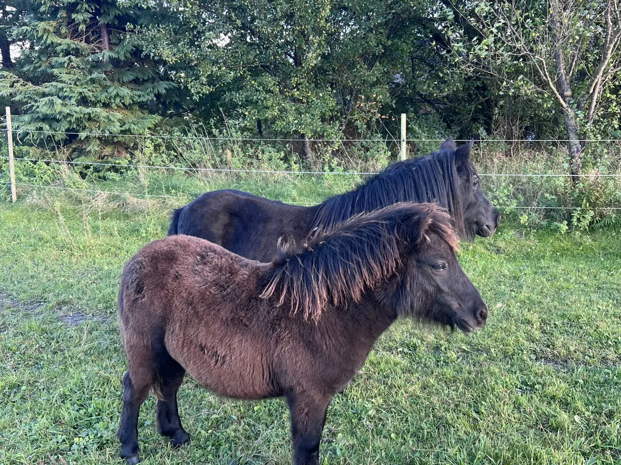 Billede 3 - Hingste føl