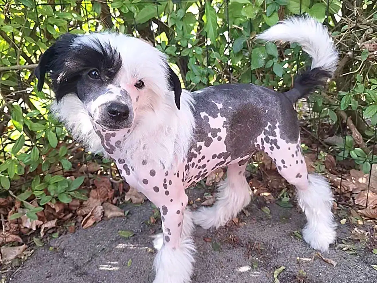Billede 2 - Chinese Crested (Allergivenlig) med DKK stambog  