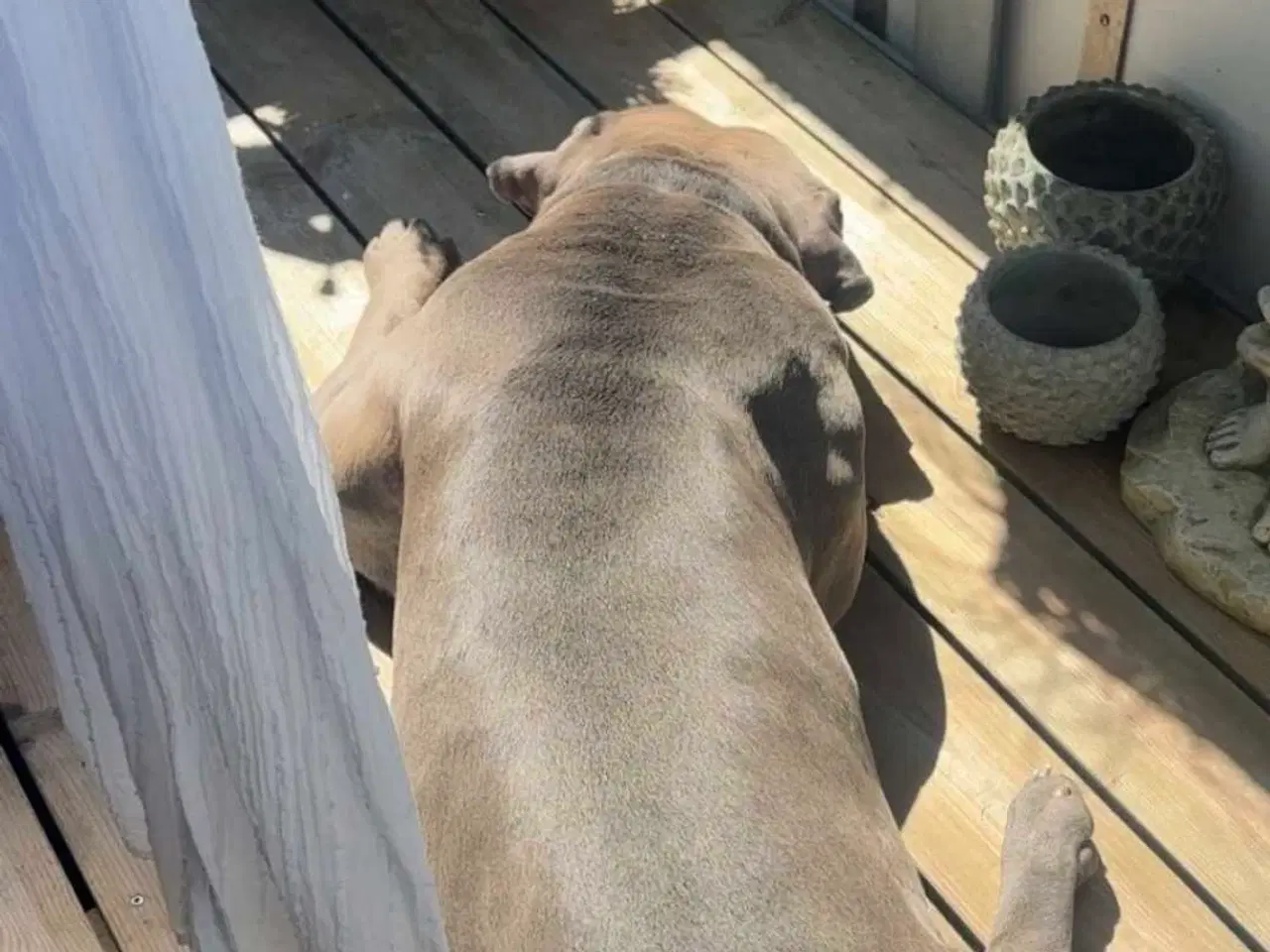 Billede 2 - American Bully fra Lionheart bullies med Stamtavle