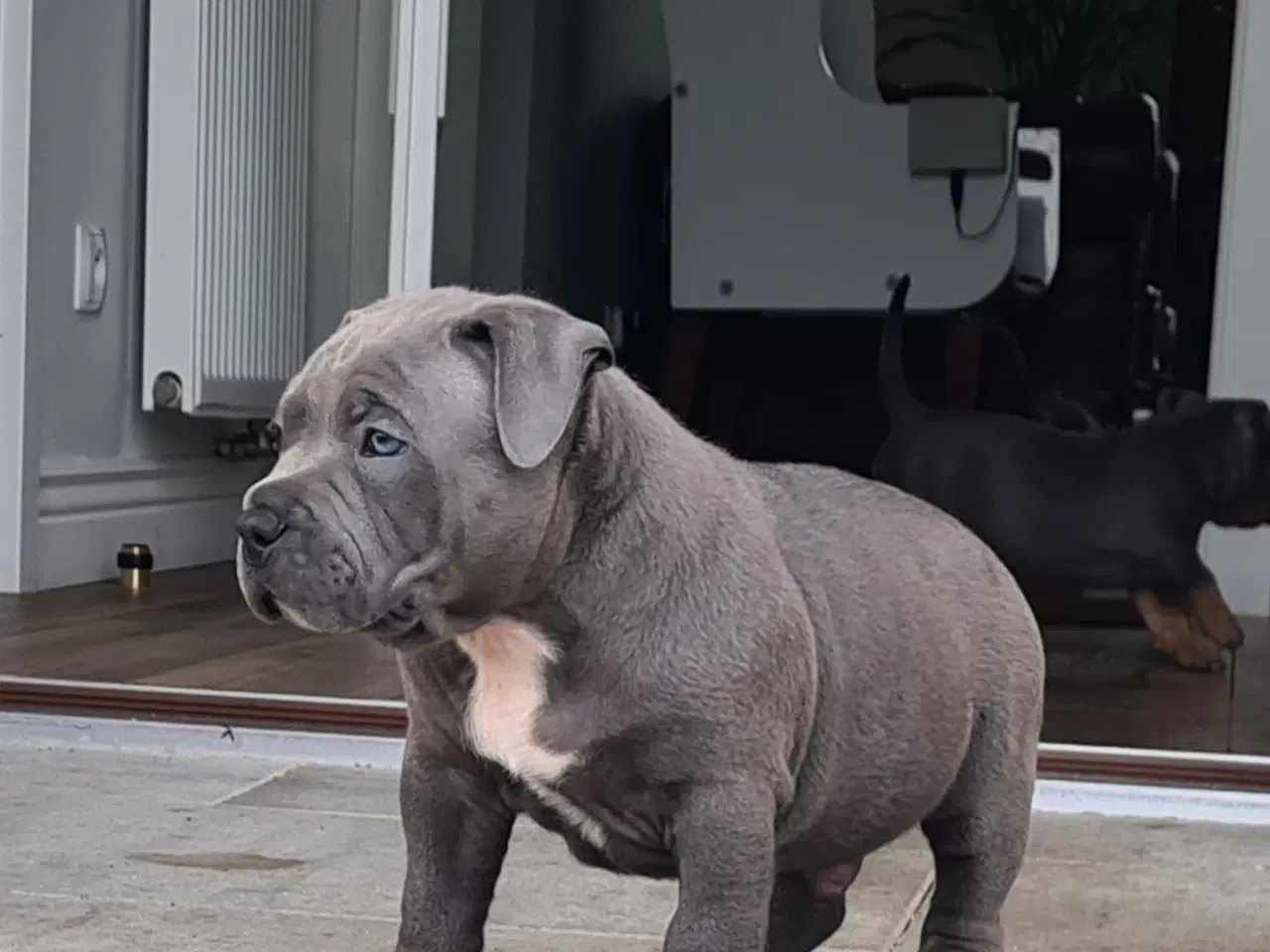 Billede 5 - American Bully Pocket Dreng Blå 
