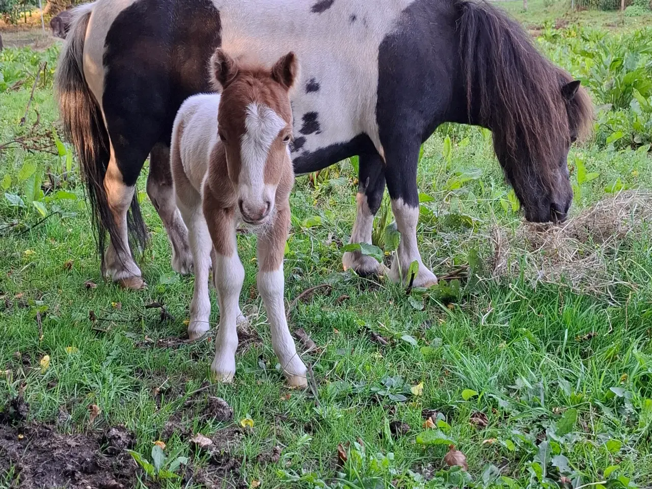 Billede 3 - Miniature hingst 