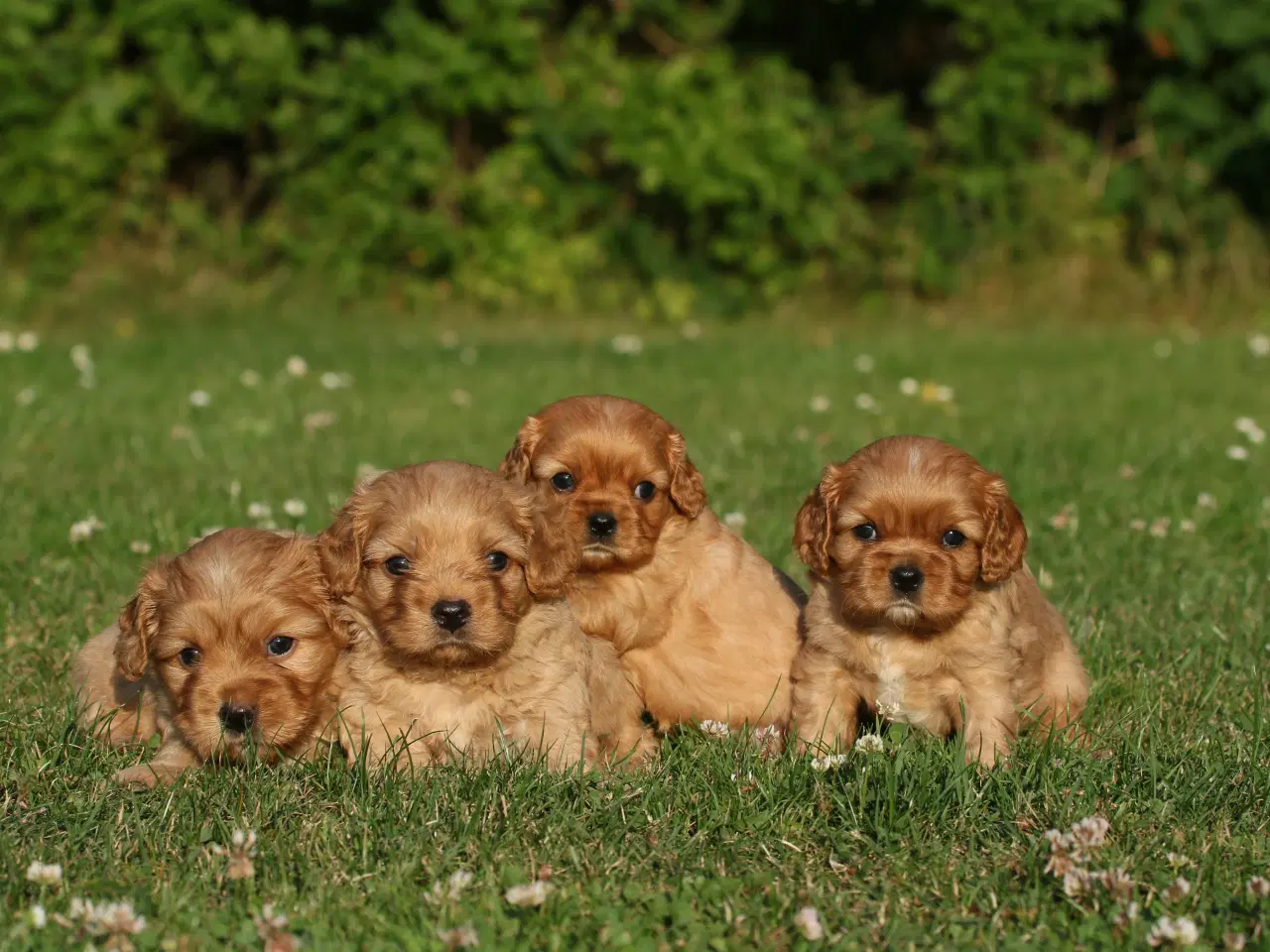 Billede 3 - cavalier king charles spaniel