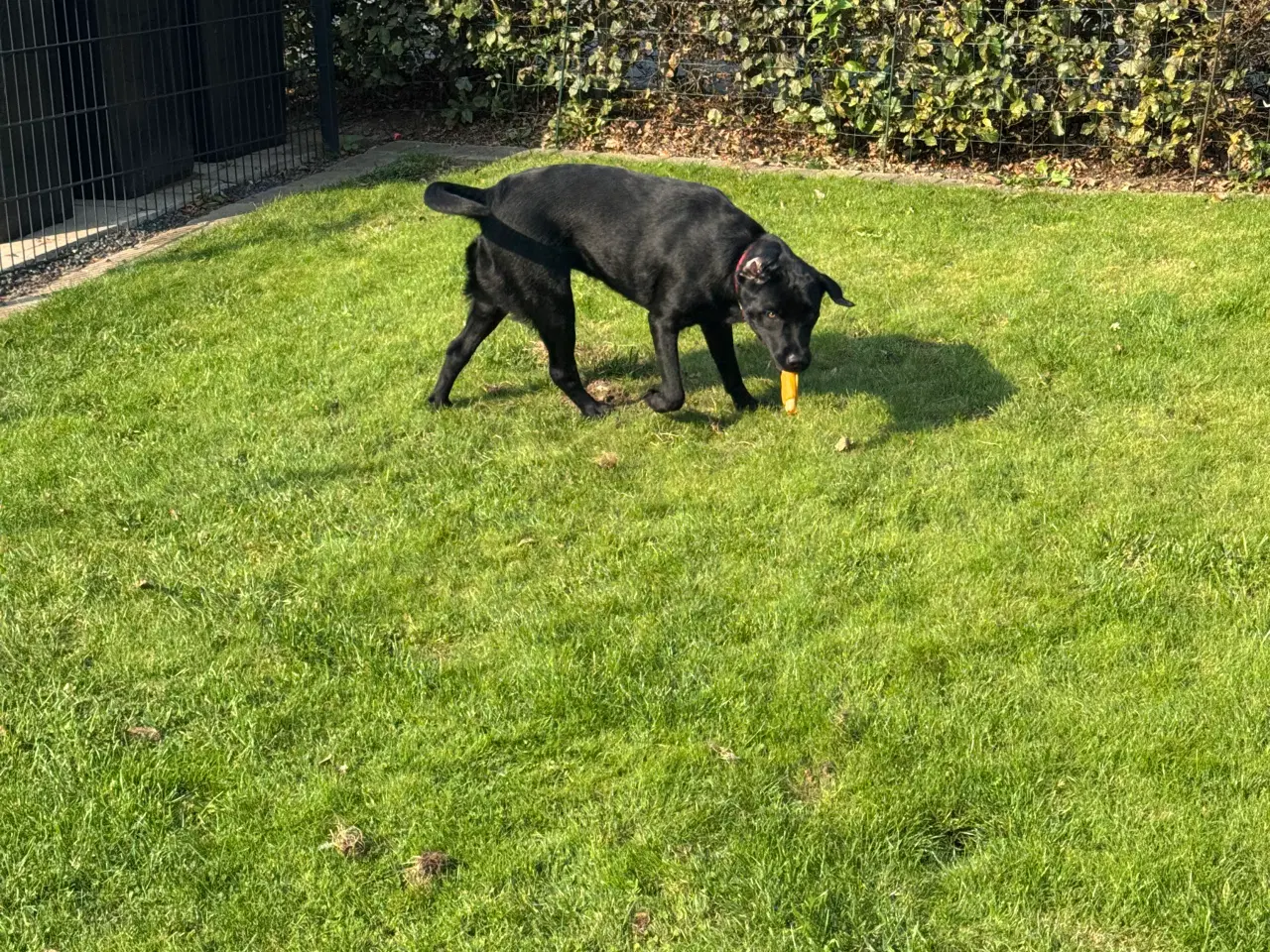 Billede 2 - Sort Labrador 