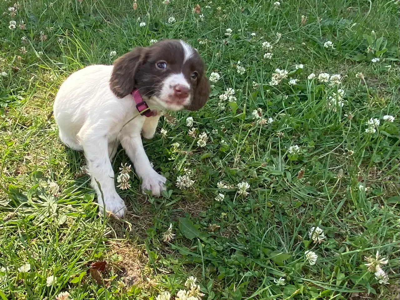 Billede 3 - FT springer hvalpe 