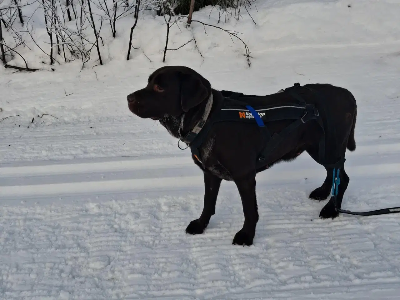 Billede 2 - Labrador hundehvalpe