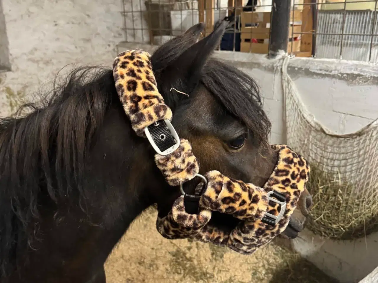 Billede 11 - Sødeste miniature pony sælges