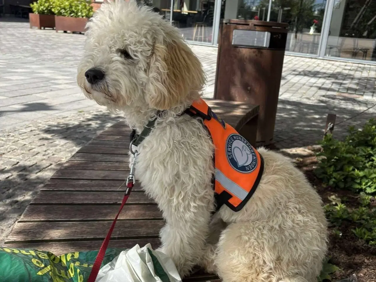 Billede 11 - De skønneste Mini Goldendoodle hvalpe 