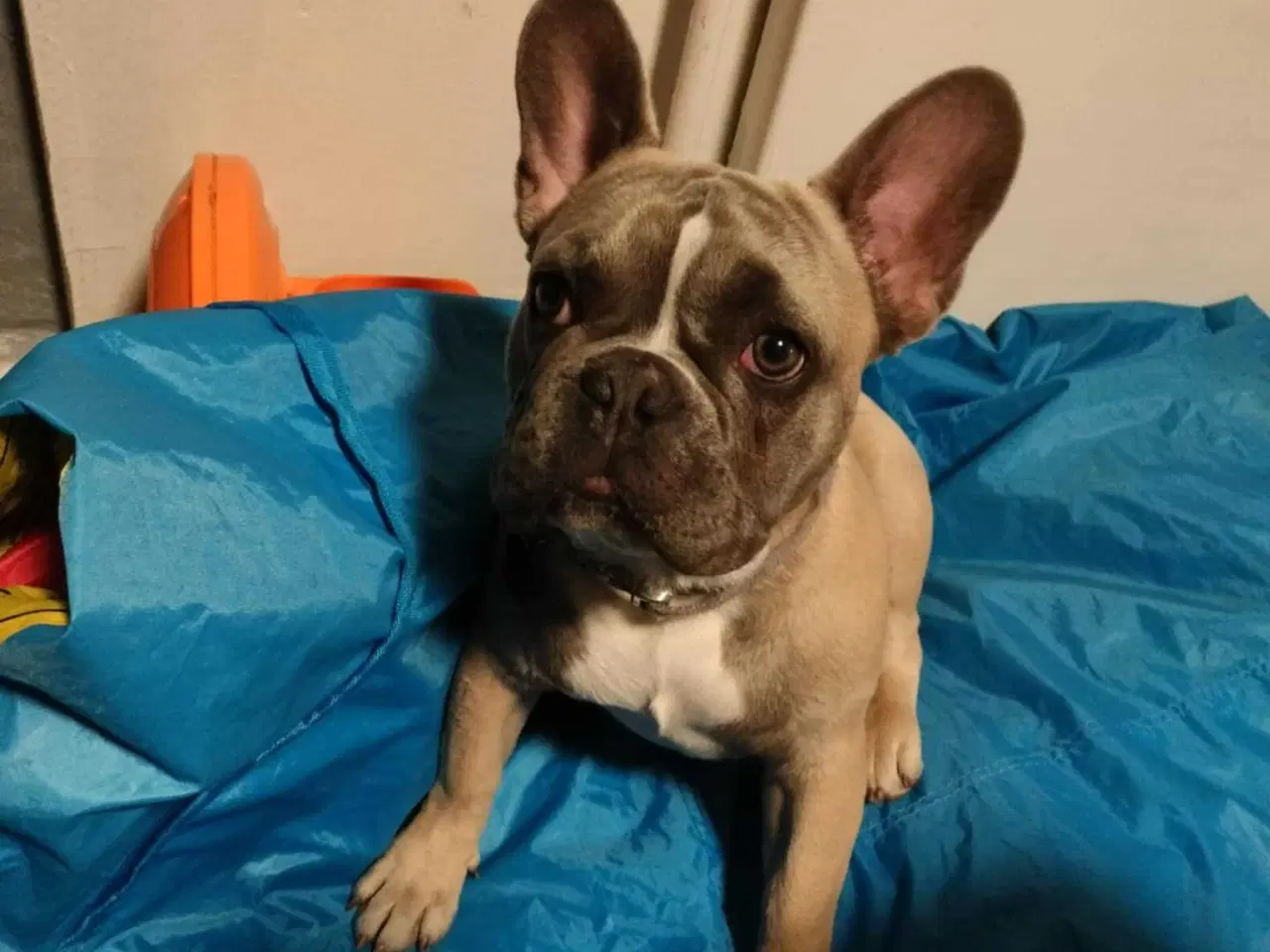 Billede 5 - Fransk bulldog 