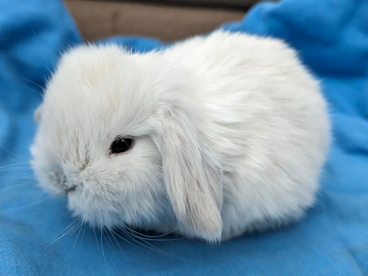 Billede 2 - Minilop kaninunge sælges