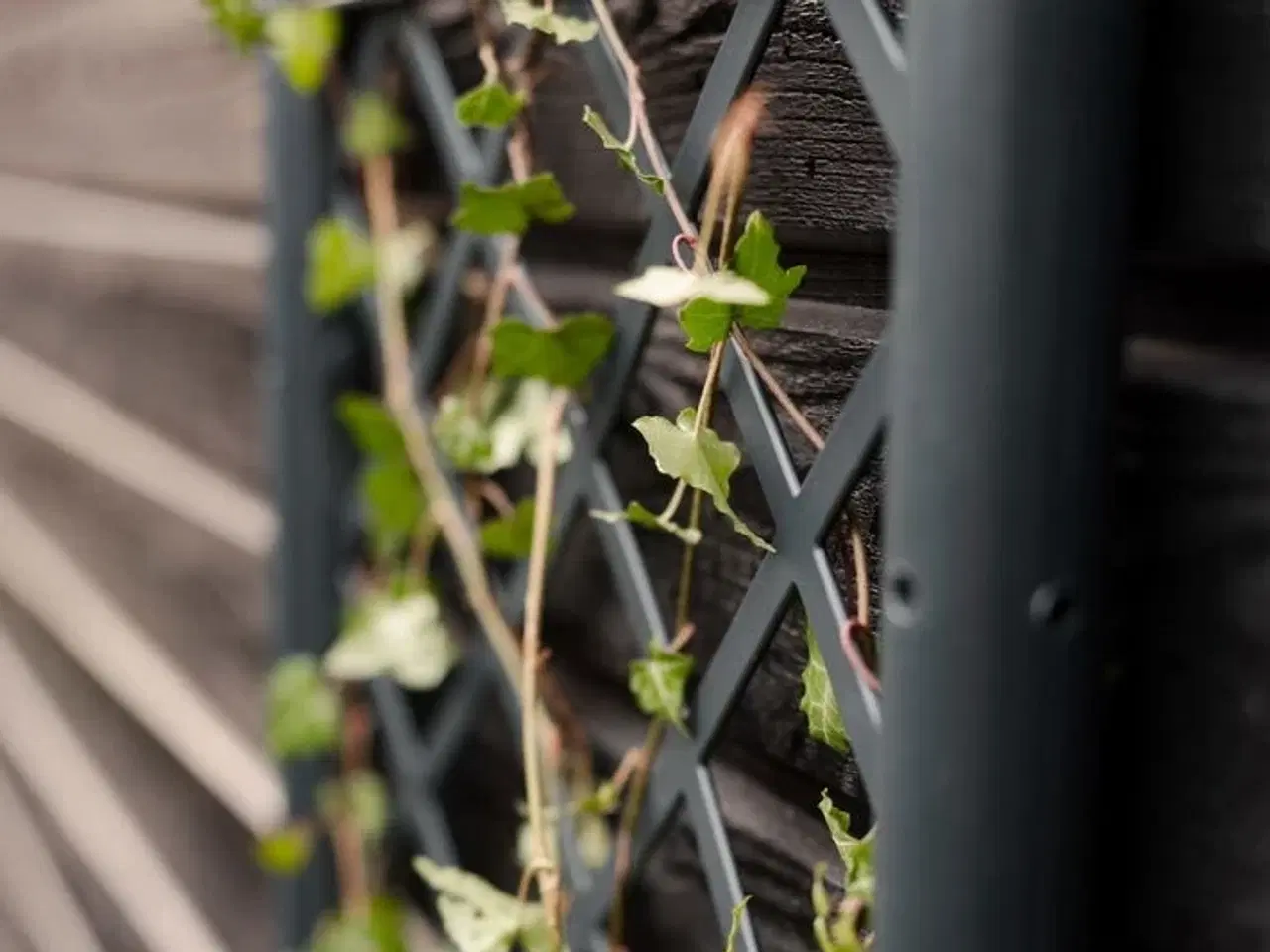 Billede 4 - 3 stk.plantekasse med espalier(ubrugt)