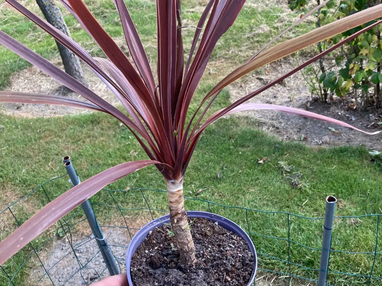 Billede 1 - Planter sælges