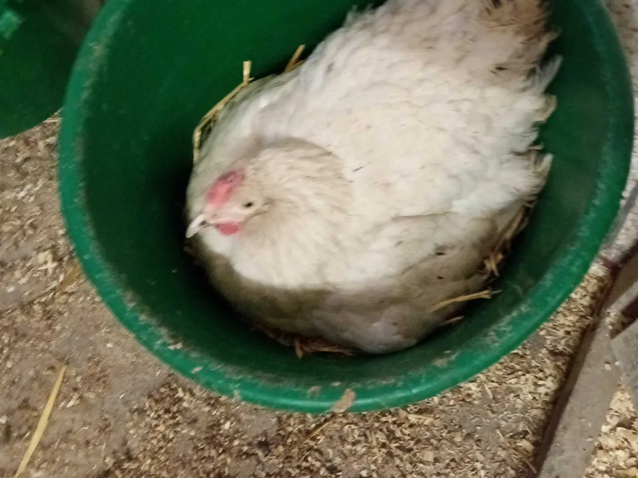 Billede 2 - Høns, 3 Isa Warren, 2 Grønlægger høns+ 1hane