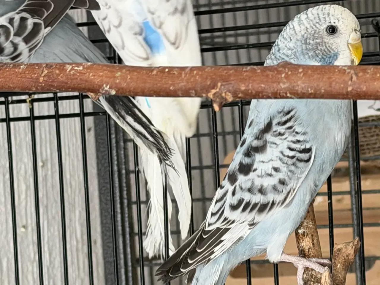 Billede 6 - Australske undulater 