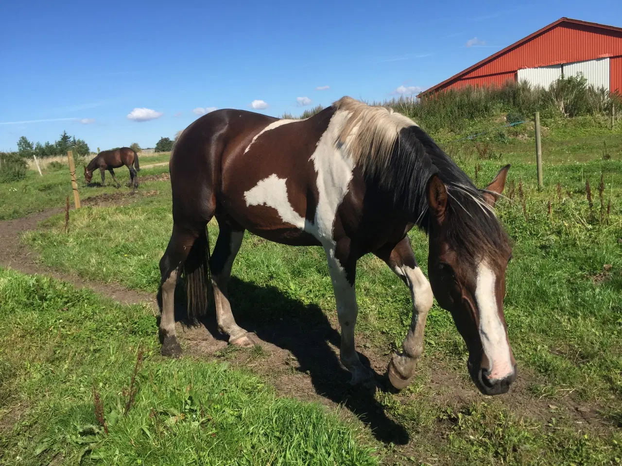 Billede 7 - Barok hingsteføl