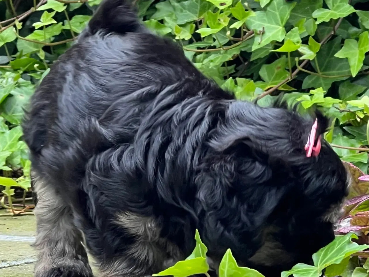Billede 15 - 🐾Skønne familie hunde 🐾