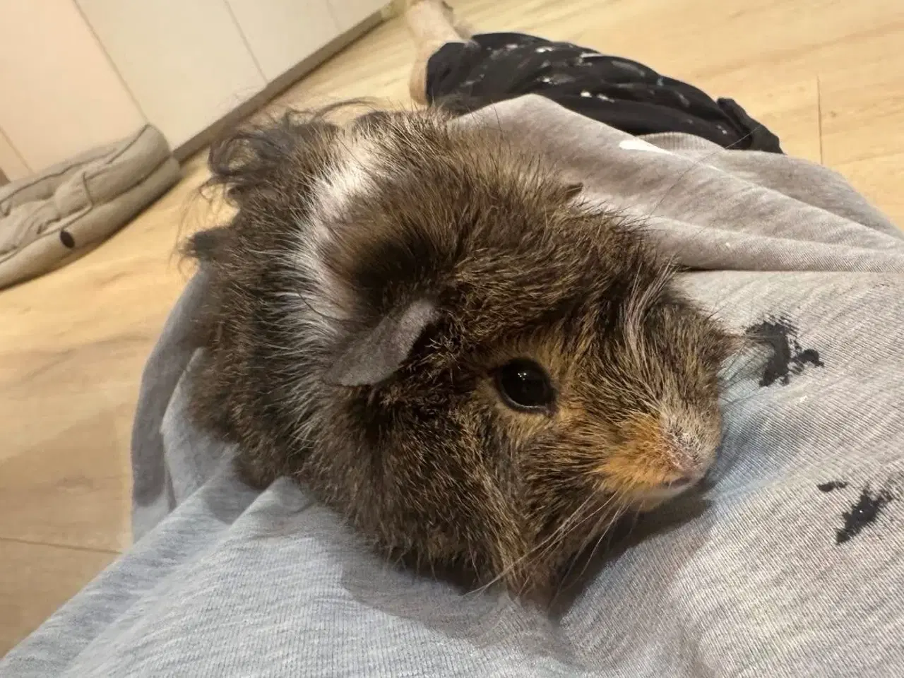 Billede 3 - 2 søde han Marsvin