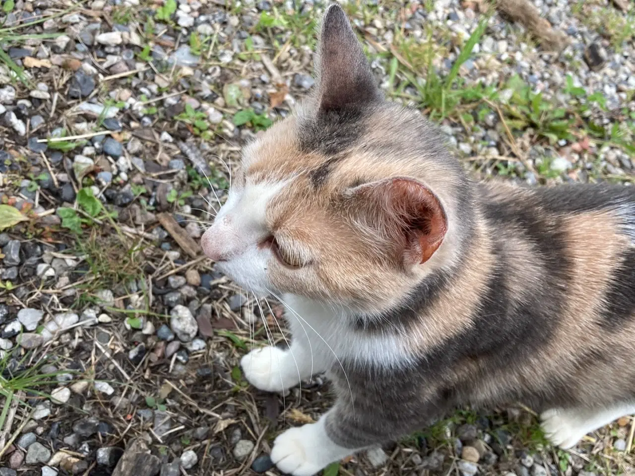 Billede 4 - Kat nogle der savner den? 