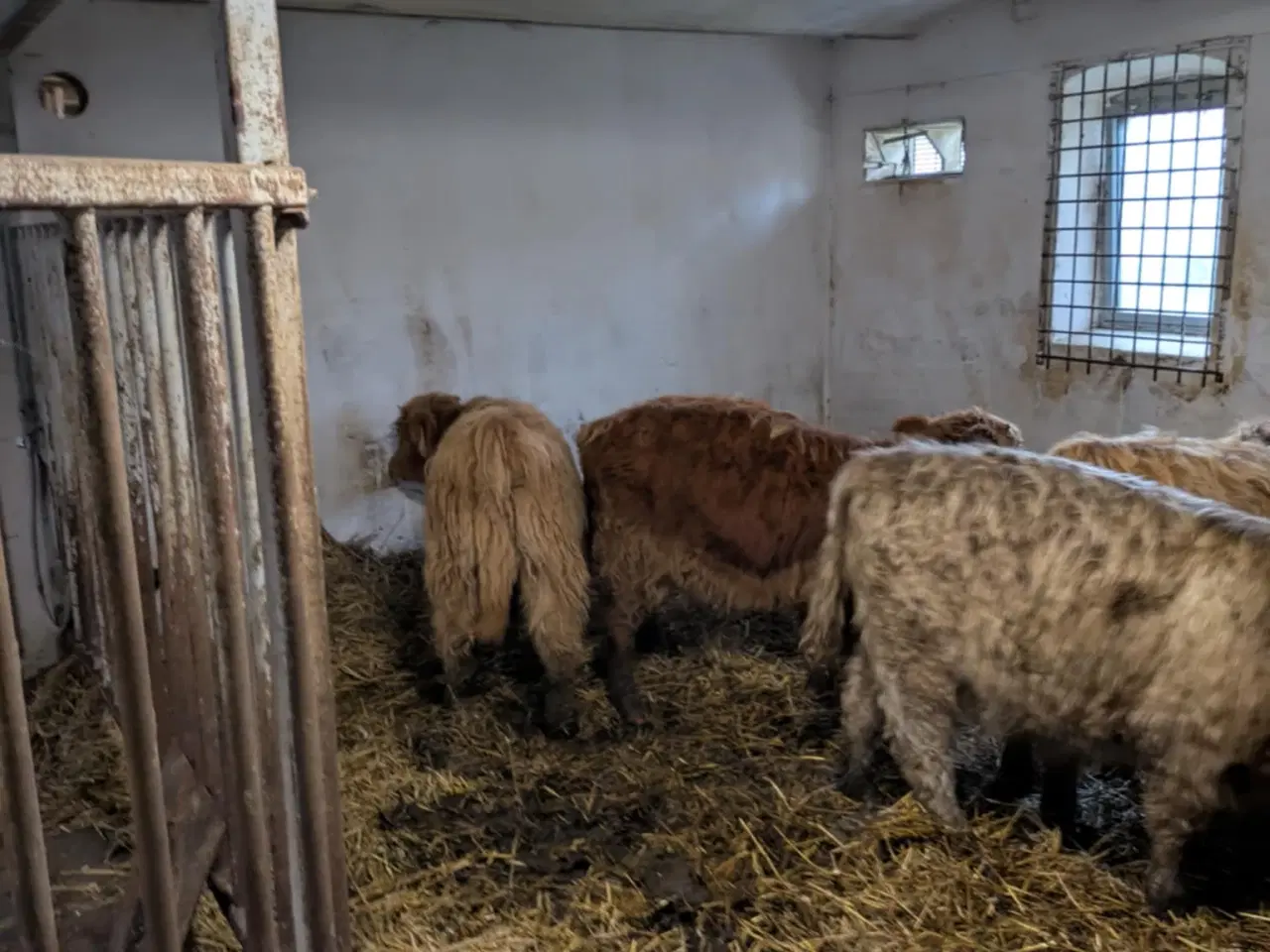 Billede 5 - Skotsk højlandskvæg til salg – 8 stk.