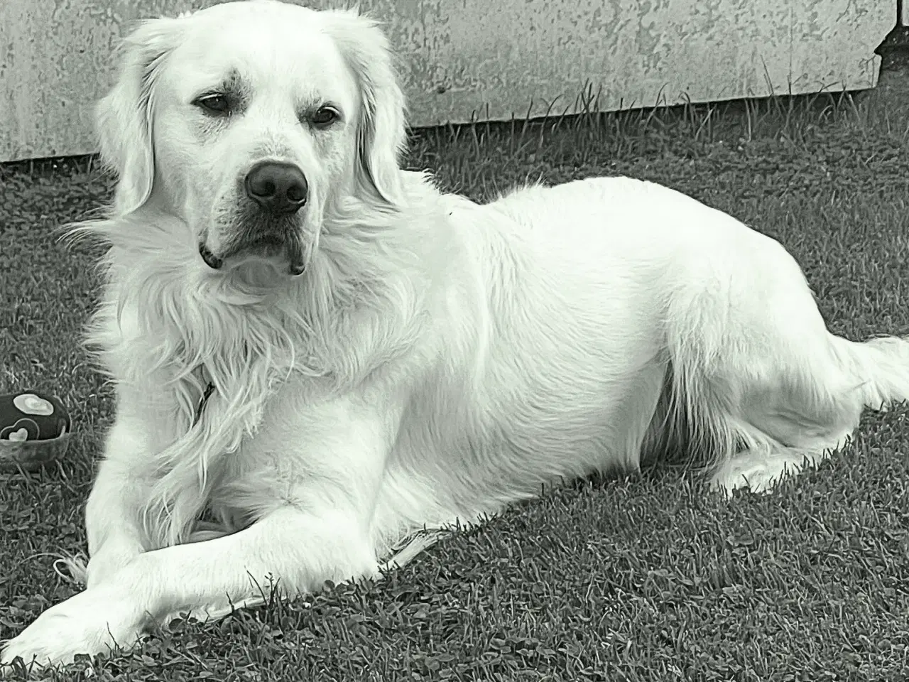 Billede 2 - Lækre familiehunde