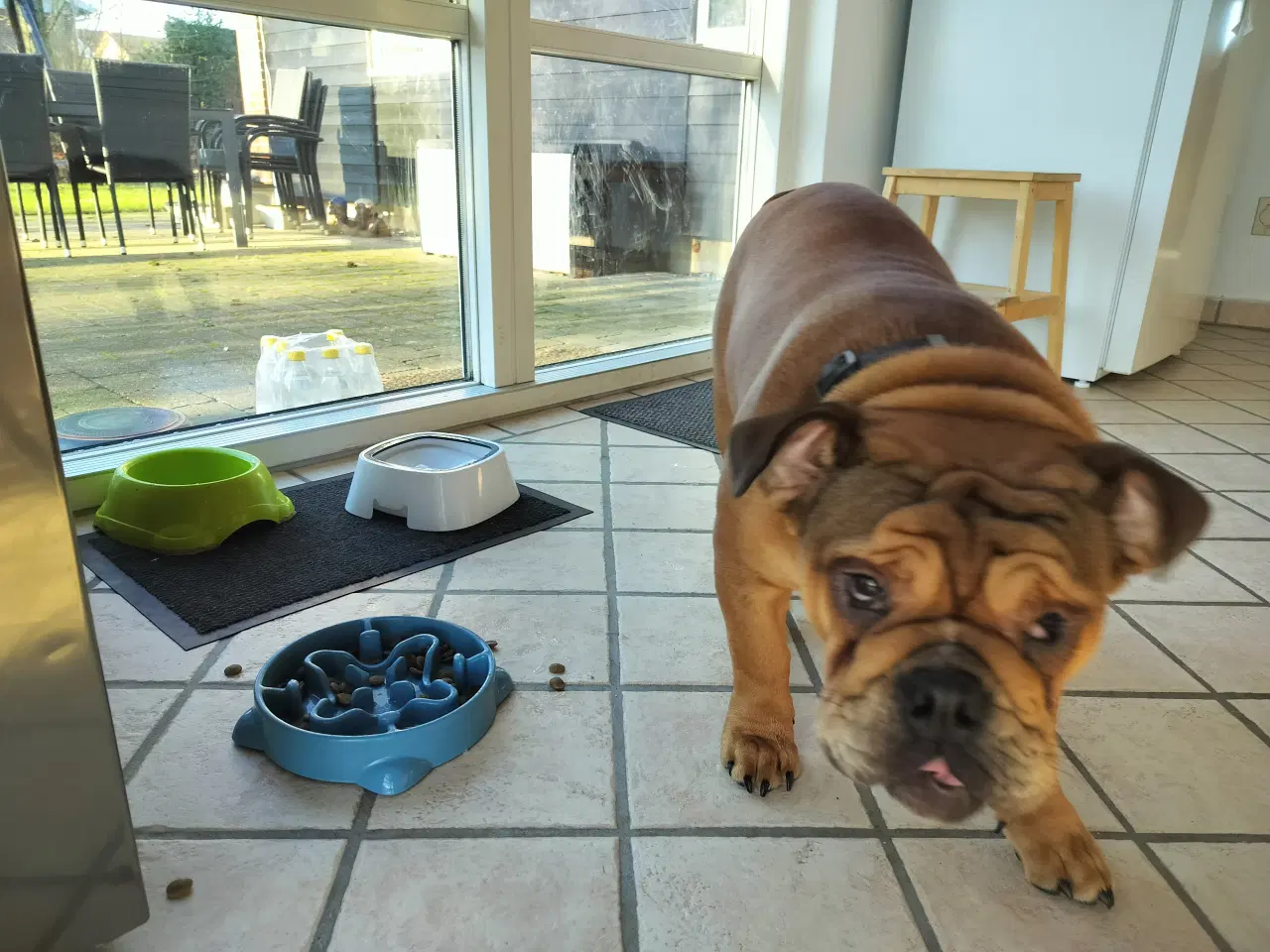 Billede 5 - Engelsk bulldog Kenzo
