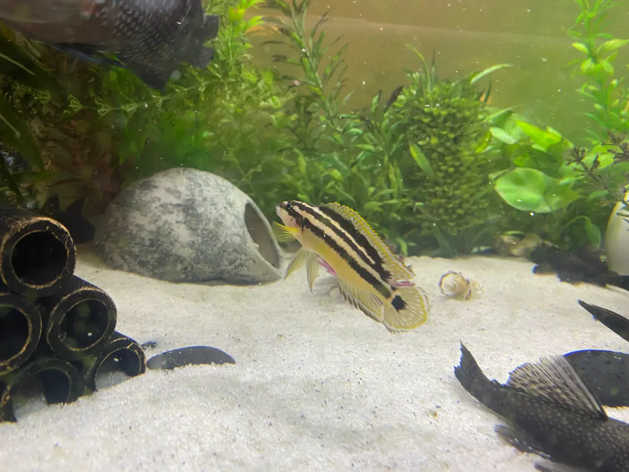 Billede 2 - 3 julidochromis-ornatus, samlet 60,-