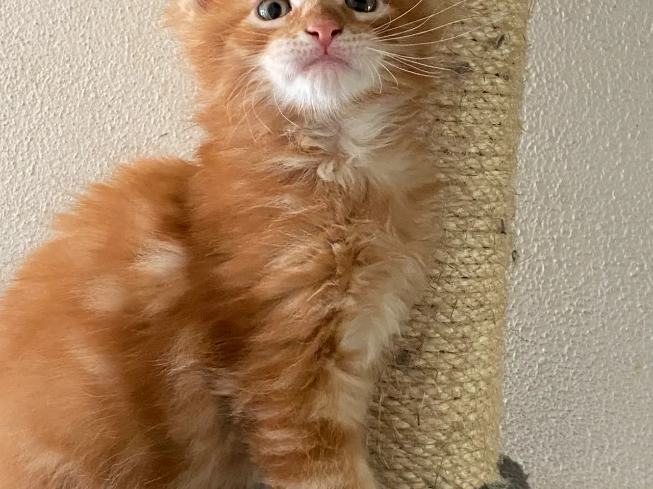 Billede 8 - Maine coon killinger