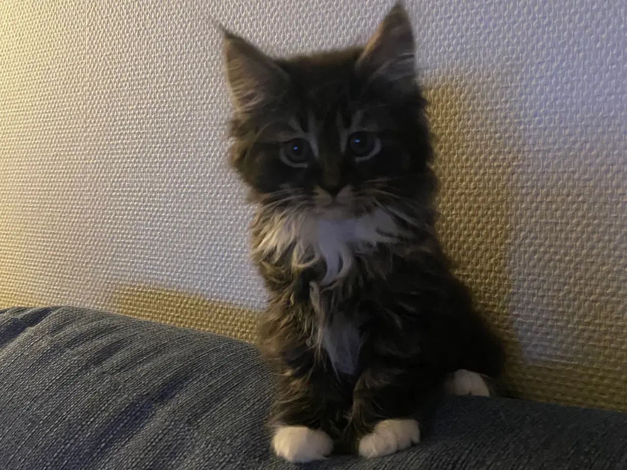 Billede 5 - Polydactyl Maine coon killinger